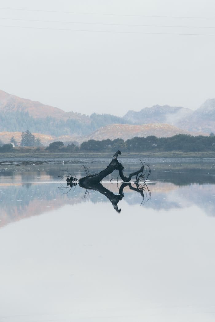 Driftwood Misty Lake Reflection