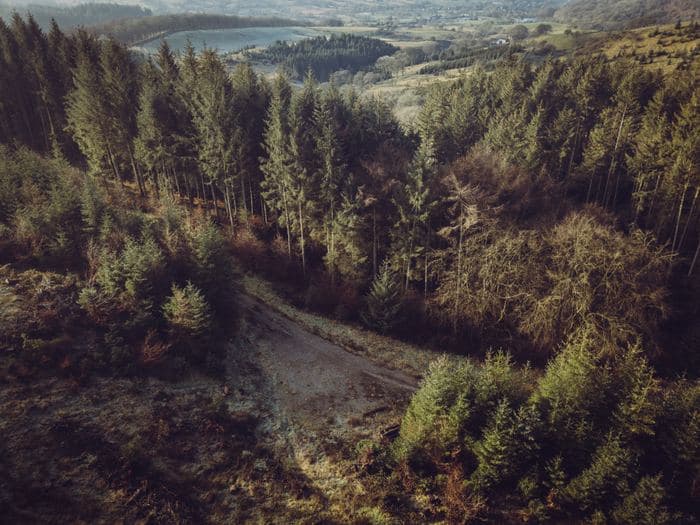 Forest Track Aerial Valley