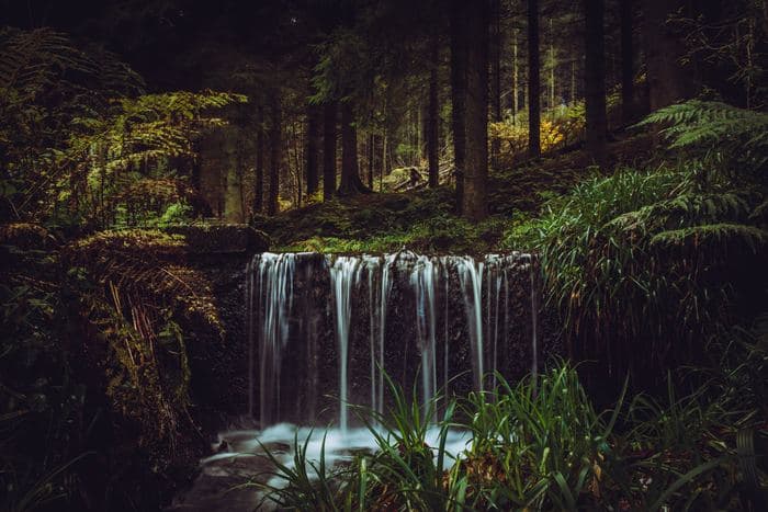 Forest Waterfall Ferns