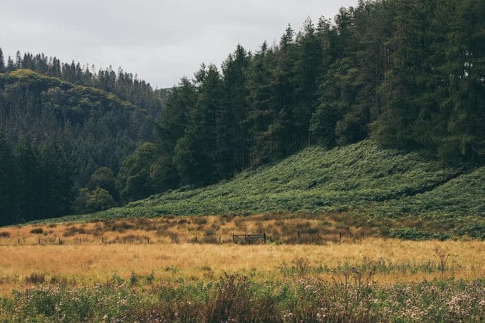Forested Hillside Meadow View