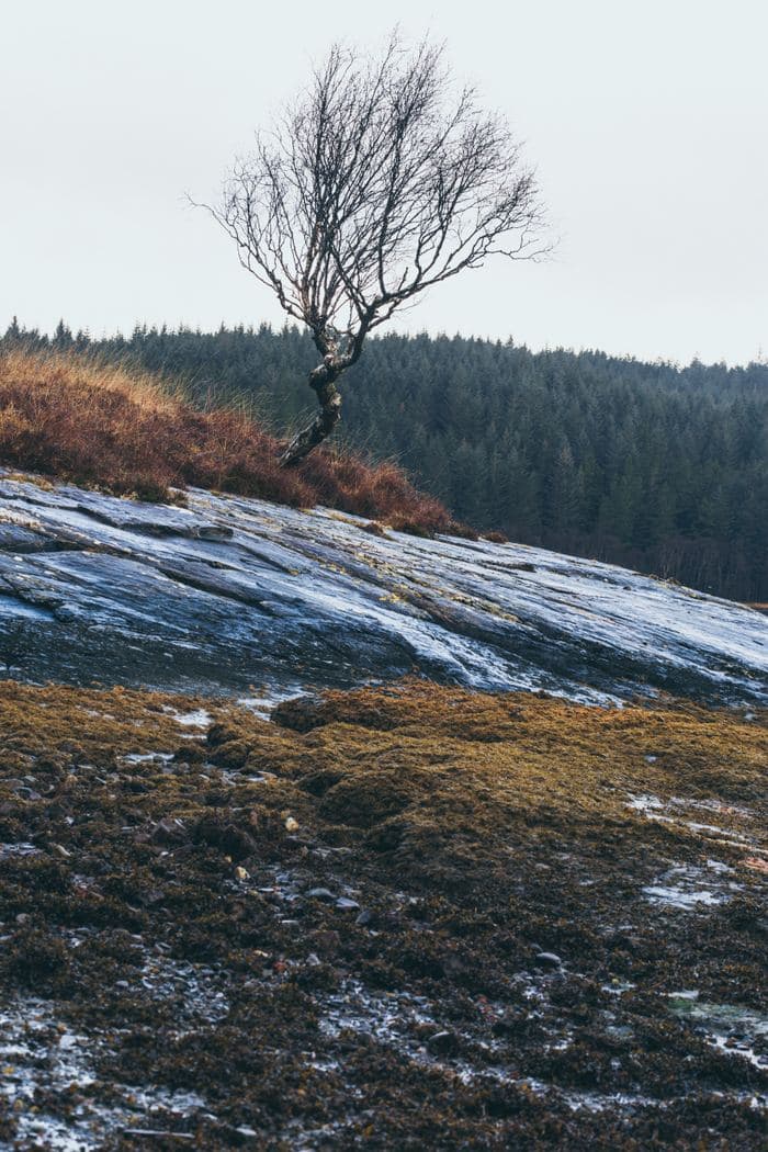 Lone Tree Rocky Outcrop