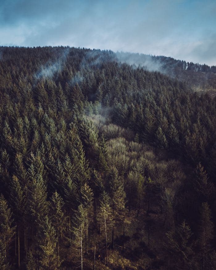 Misty Forest Hillside Aerial