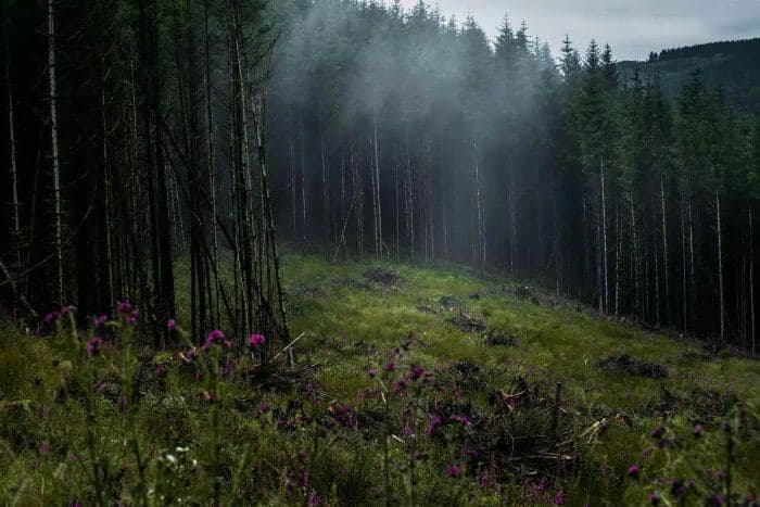Misty Forest Wildflowers 01