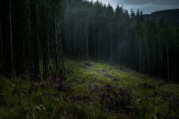 Misty Forest Wildflowers 02