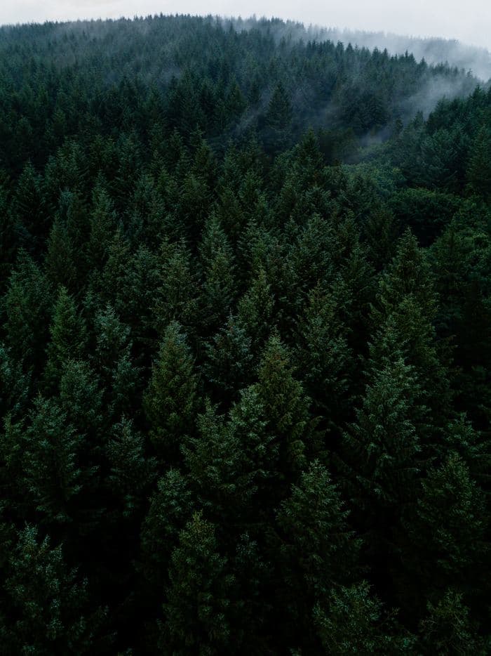 Misty Green Forest Canopy Aerial