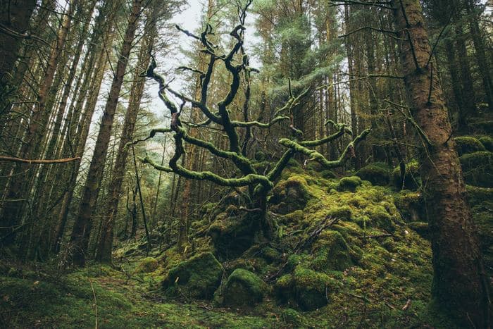Moss Covered Tree Forest