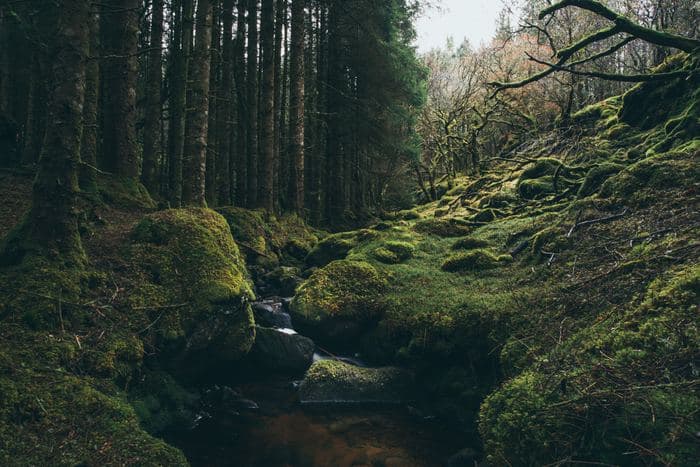Mossy Forest Stream