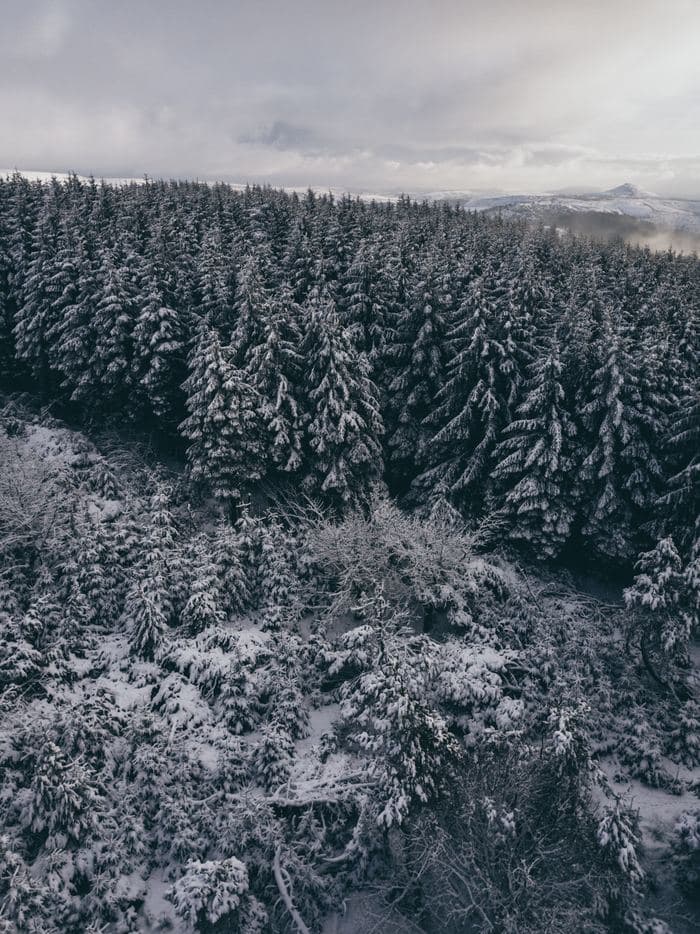 Snowy Forest Canopy Aerial 01