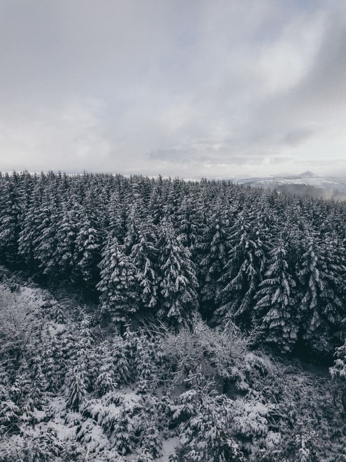 Snowy Forest Canopy Aerial 02