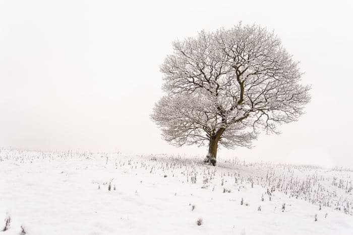 Solitary Snow Covered Tree