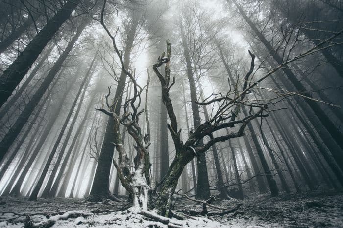 Twisted Bare Tree Misty Forest