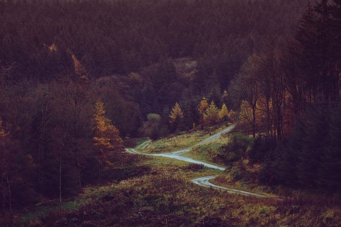 Winding Forest Path Autumn
