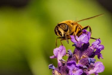 Solitary Bee