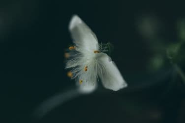 Tradescantia zebrina