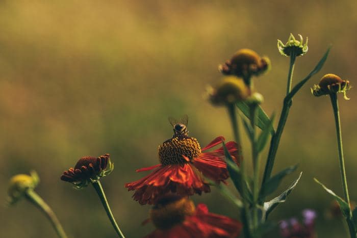 Bee On Helenium Flower