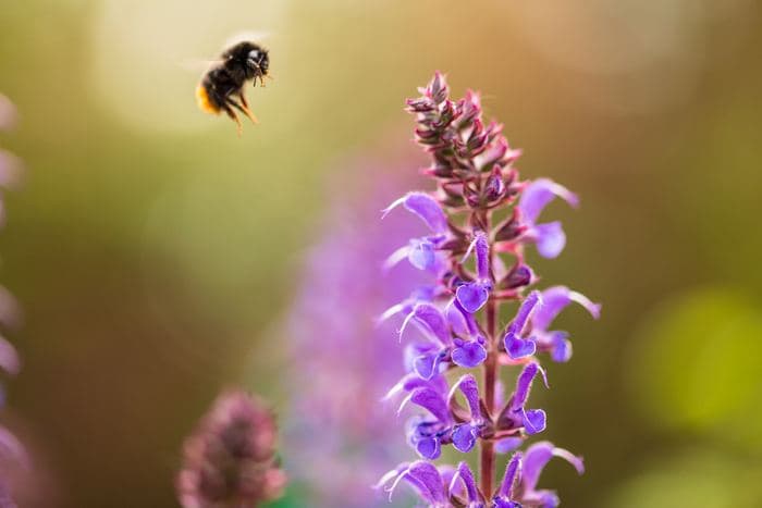 Bumblebee Approaching Salvia