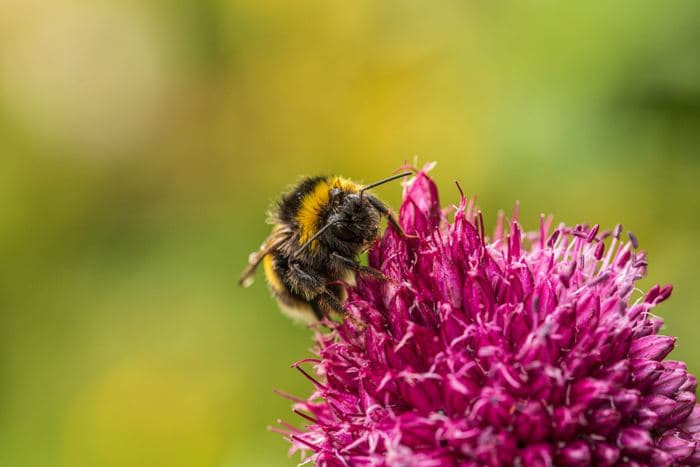 Bumblebee On Allium Flower