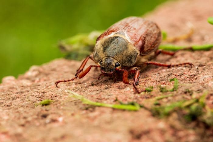 Cockchafer Beetle Closeup