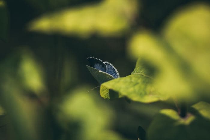 Common Blue Butterfly On Leaf