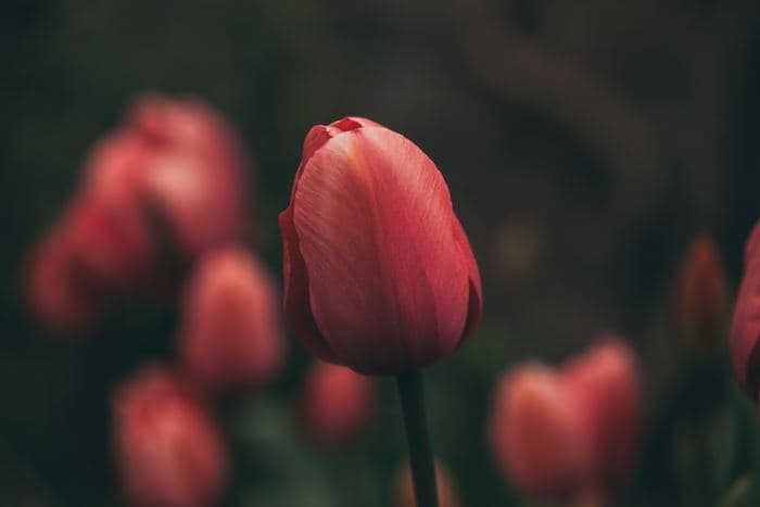 Coral Tulip Closeup
