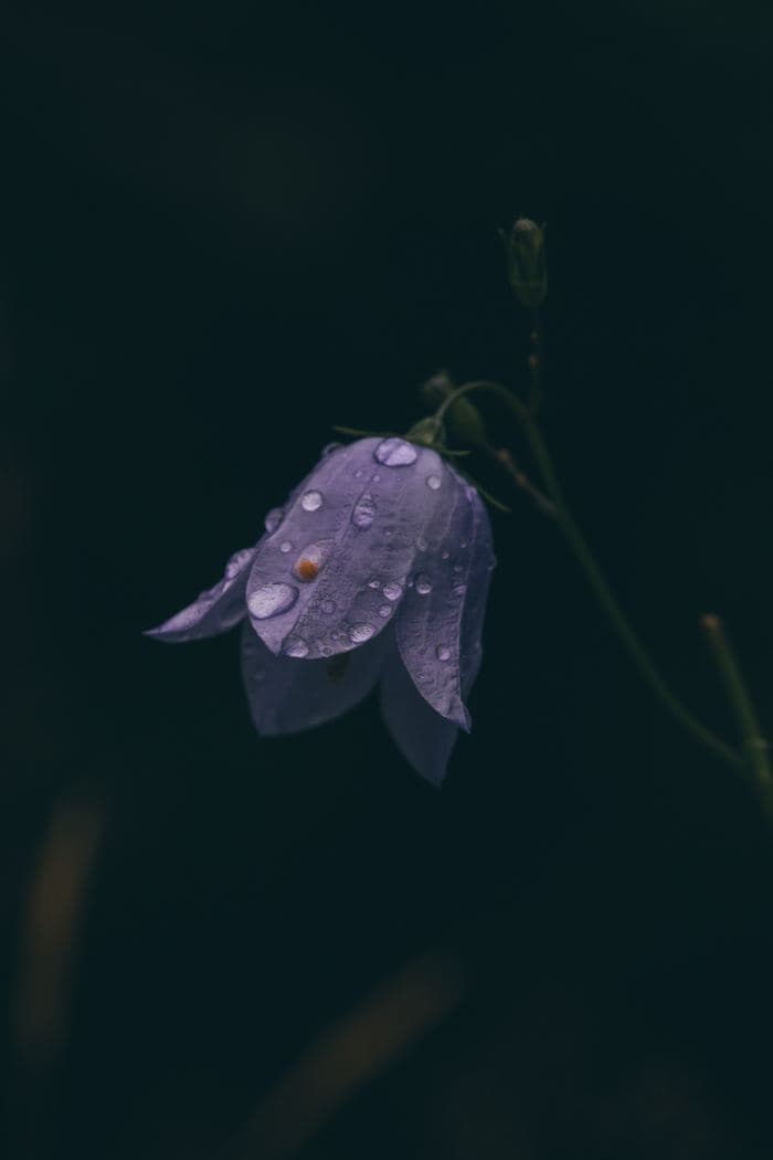 Dew Covered Bellflower