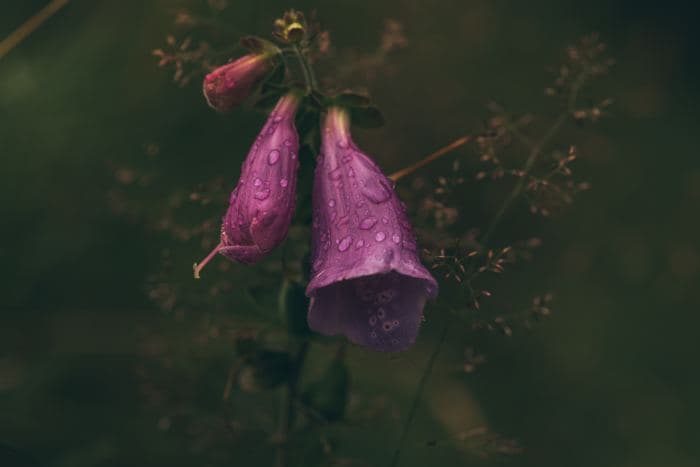 Dew Covered Foxglove Bells
