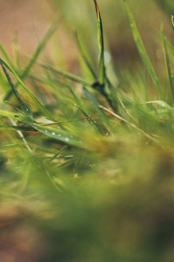 Dew Covered Grass Blades