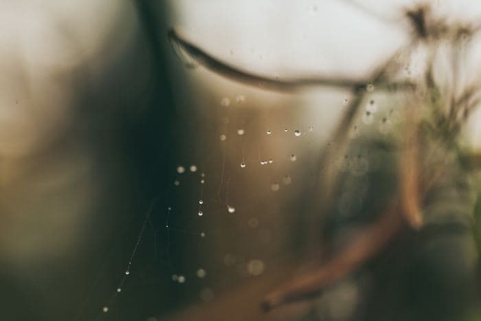 Dew Covered Spiderweb