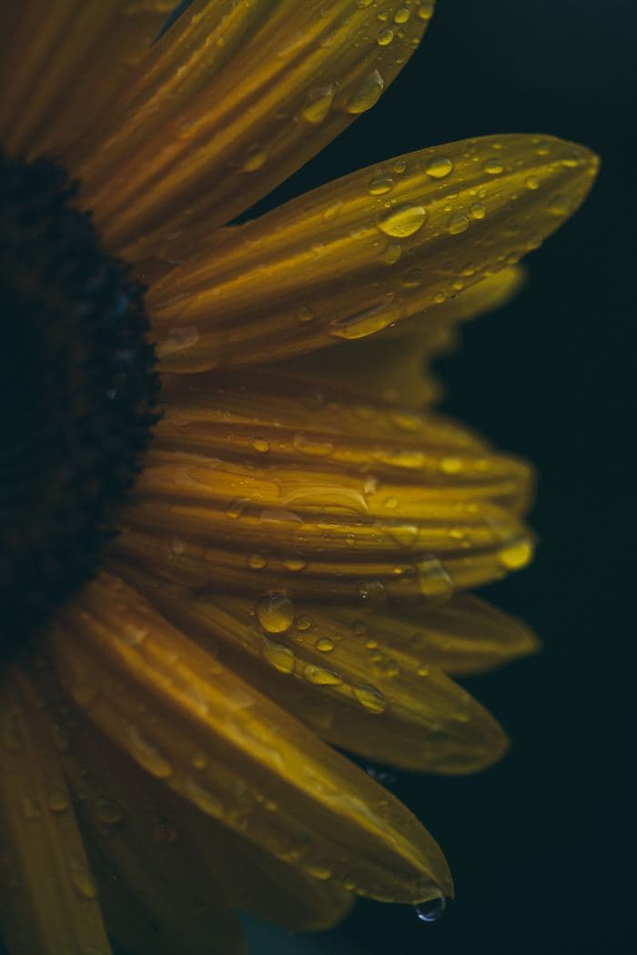 Dew Covered Sunflower Petals