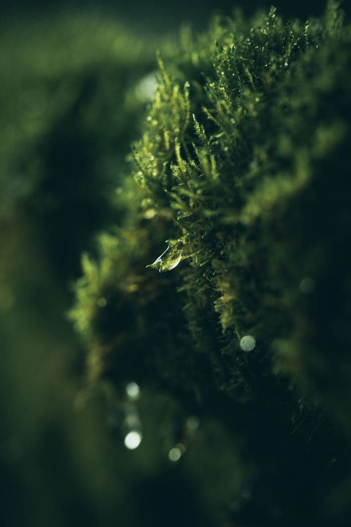 Dew Drop On Moss