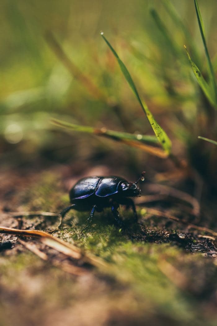 Dor Beetle On Ground