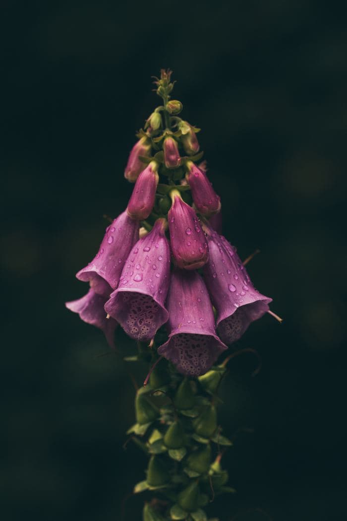 Foxglove Flower Spike