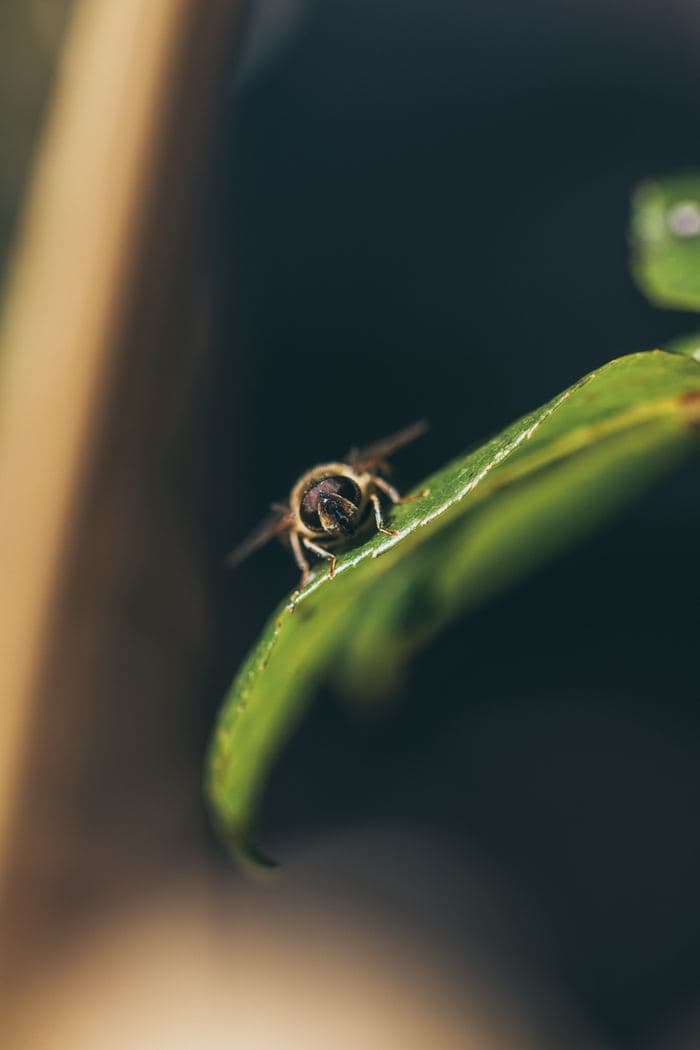 Hoverfly On Green Leaf