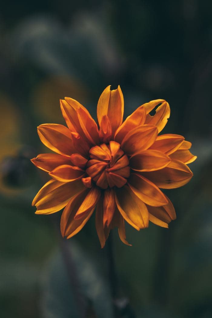 Orange Dahlia Flower