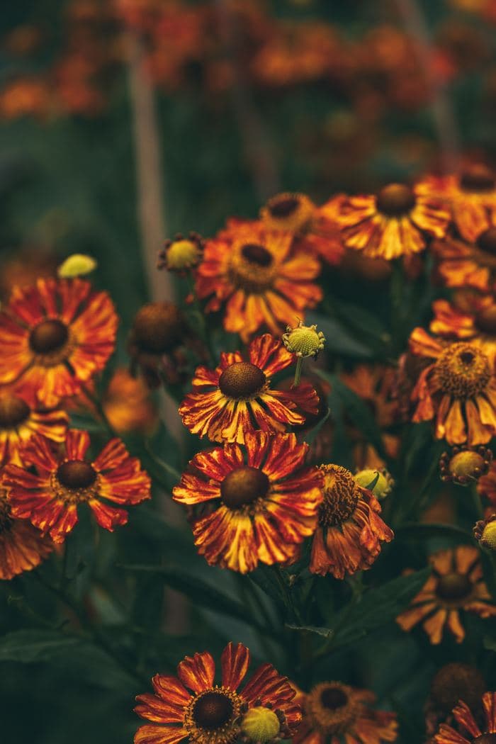 Orange Helenium Flower Field