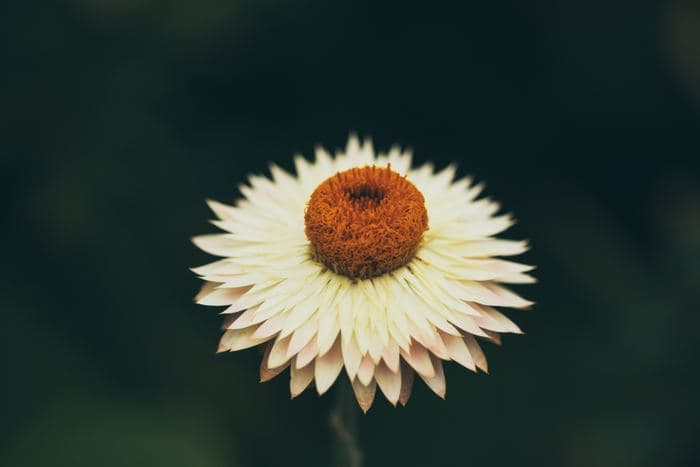 Pale Strawflower Closeup