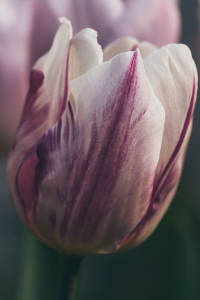 Pink Striped Tulip Petals
