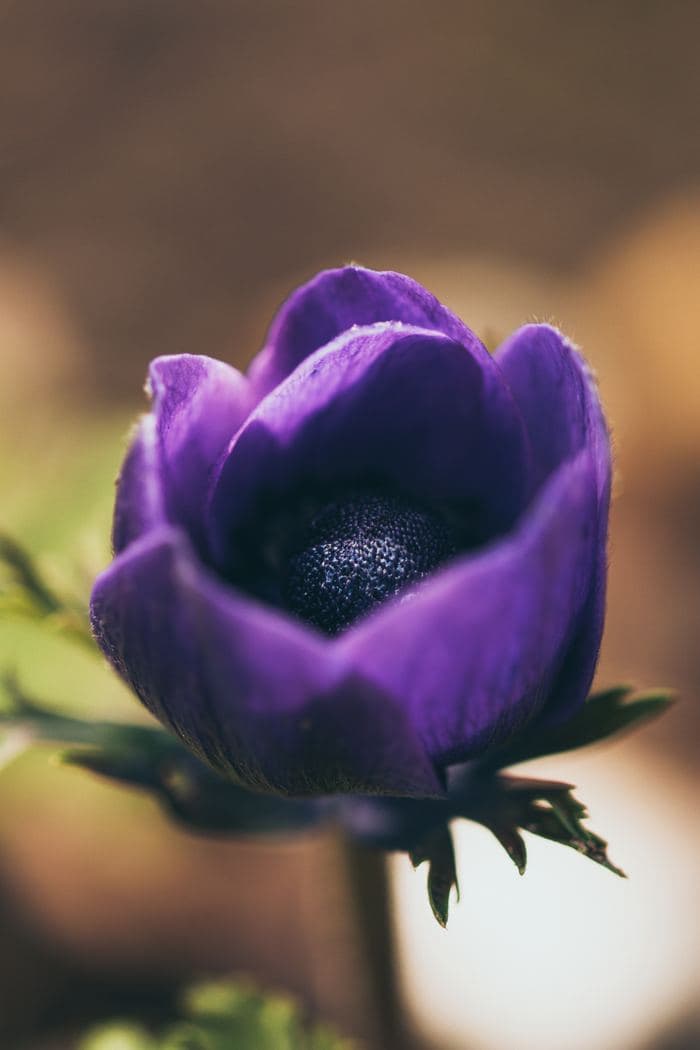 Purple Anemone Flower