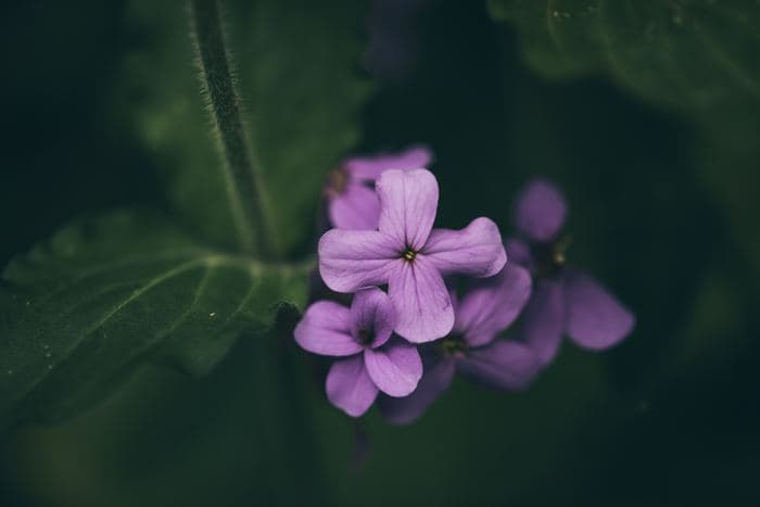 Purple Honesty Flowers