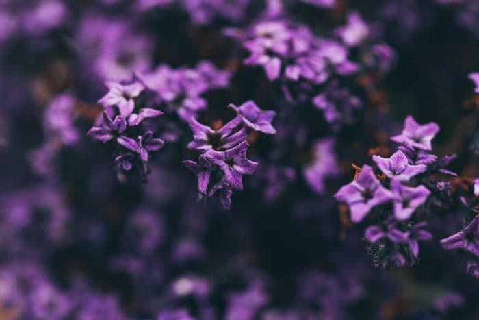 Purple Star Flower Cluster