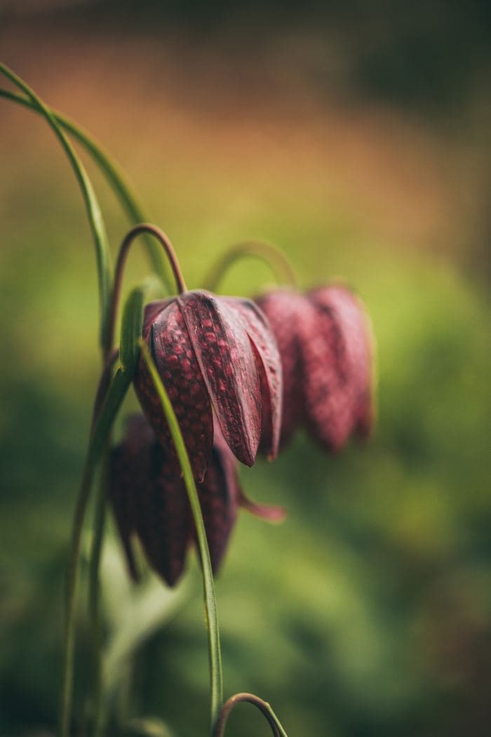 Snakes Head Fritillary