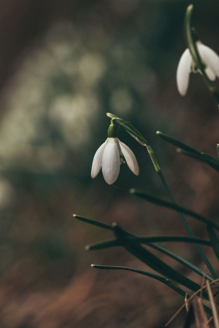 Snowdrop Flowers Closeup