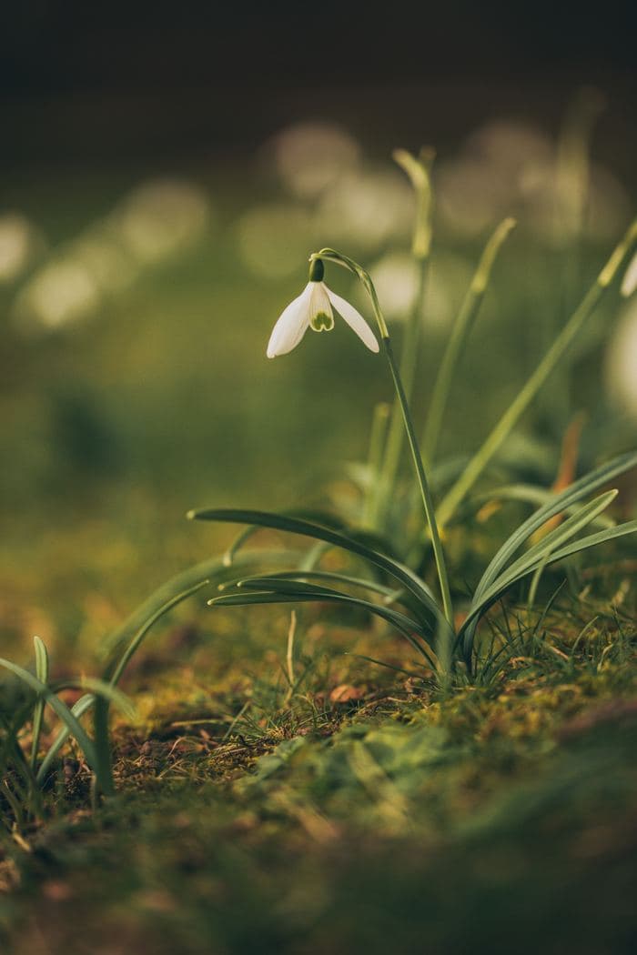 Snowdrop In Meadow