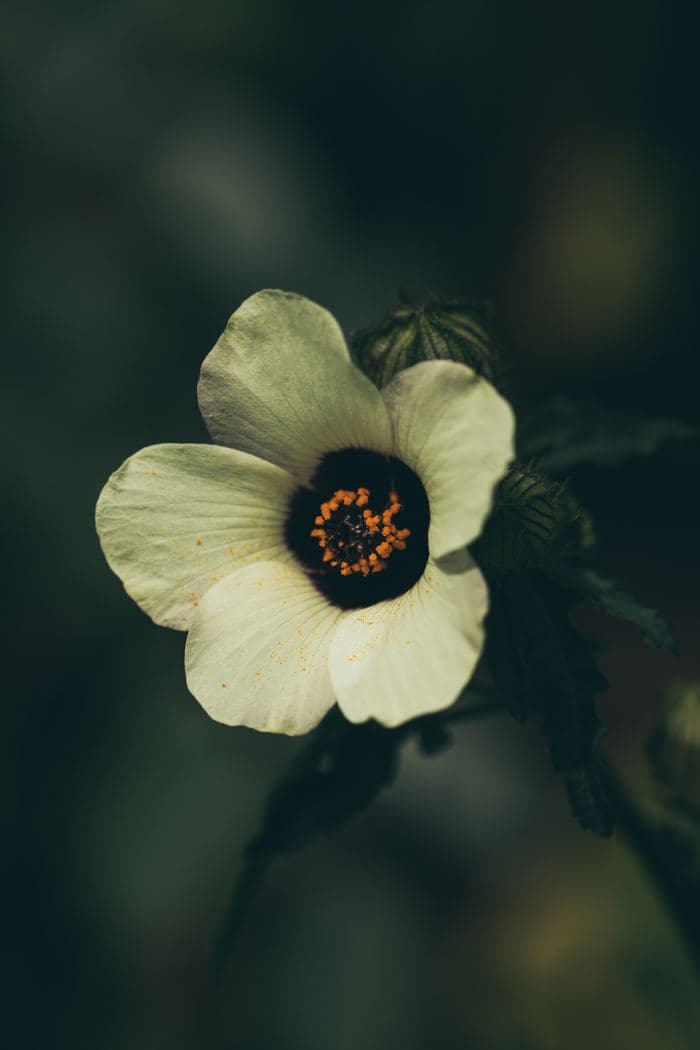 White Hibiscus Flower