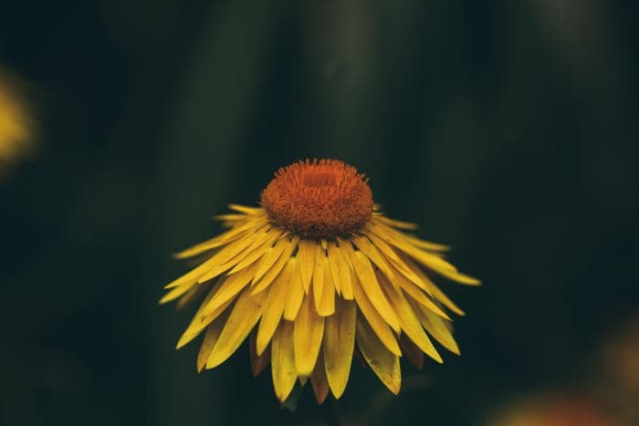 Yellow Strawflower 01