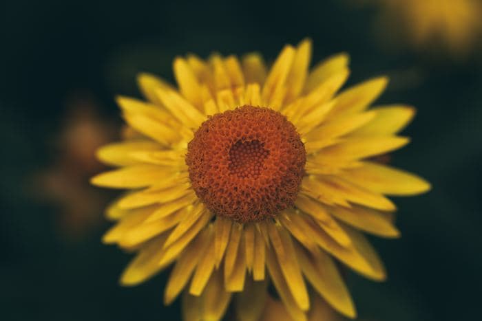 Yellow Strawflower 02