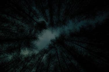 Forest Sky