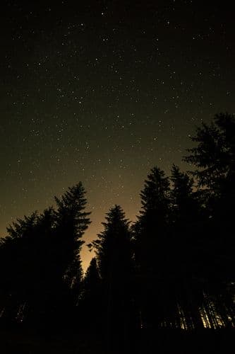 Forest Sky