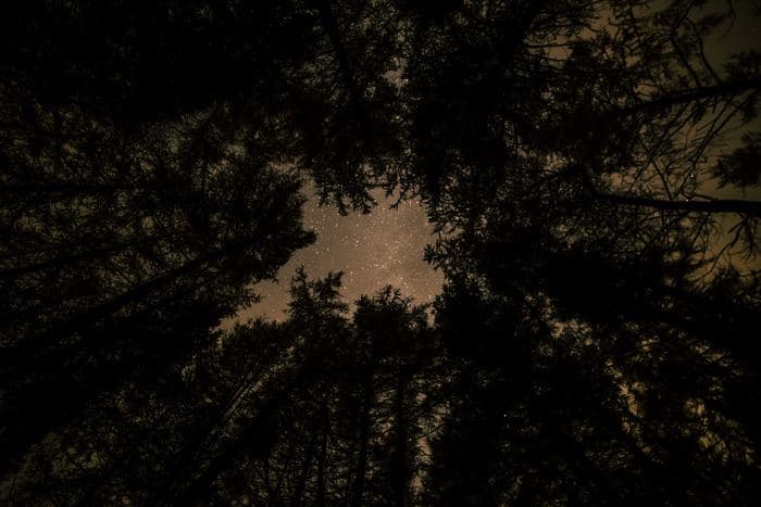Forest Canopy Amber Glow