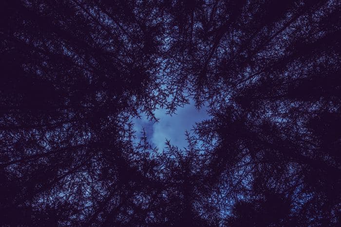 Forest Canopy Indigo Sky
